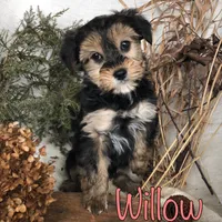 Willow , a female Yorkipoo for sale in Byron, MI – Photo 3 of 3
