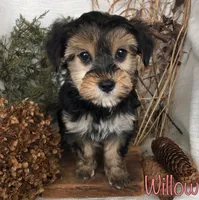 Willow , a female Yorkipoo for sale in Byron, MI – Photo 1 of 3