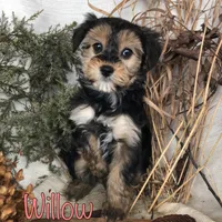 Willow , a female Yorkipoo for sale in Byron, MI – Photo 2 of 3