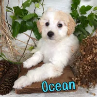 Ocean, a male Bichpoo for sale in Byron, MI – 3 of 3