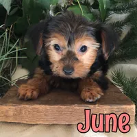June, a female Yorkshire Terrier for sale in Byron, MI – 3 of 3