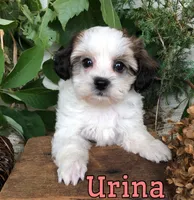 Urina , a female Shih Tzu and Bichpoo for sale in Byron, MI – 3 of 3