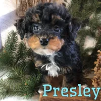 Presley, a male Poodle - Toy  for sale in Byron, MI – Photo 2 of 3