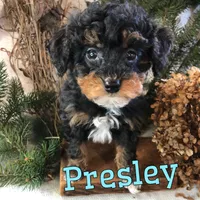 Presley, a male Poodle - Toy  for sale in Byron, MI – Photo 3 of 3