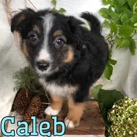Caleb, a male English Shepherd and Australian Shepherd for sale in Byron, MI – 3 of 3