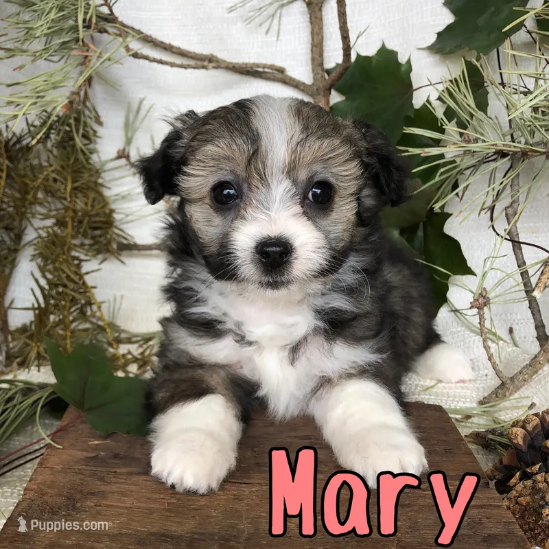 Mary – Miniature Aussiedoodle puppy for sale in Byron, MI
