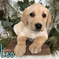 Leo, a male Labrador Retriever for sale in Byron, MI – 2 of 3