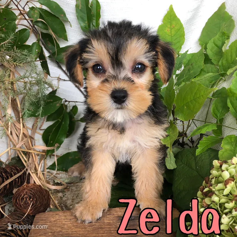 Zelda – Yorkshire Terrier, Bichpoo puppy for sale in Byron, MI