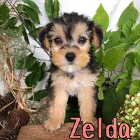 Zelda, a female Yorkshire Terrier and Bichpoo for sale in Byron, MI – 1 of 3