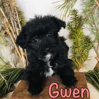 Gwen, a female Yorkshire Terrier and Bichpoo for sale in Byron, MI – Photo 3 of 3