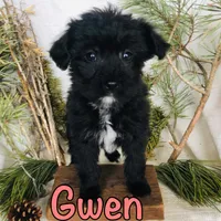 Gwen, a female Yorkshire Terrier and Bichpoo for sale in Byron, MI – Photo 2 of 3