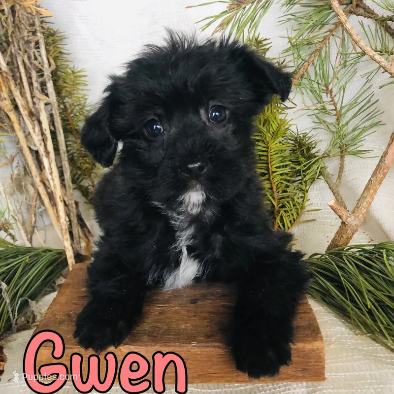 Gwen – Yorkshire Terrier, Bichpoo puppy for sale in Byron, MI