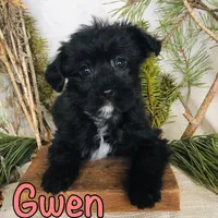 Gwen, a female Yorkshire Terrier and Bichpoo for sale in Byron, MI – Photo 1 of 3
