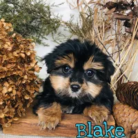 Blake, a male Shorkie for sale in Byron, MI – Photo 3 of 3