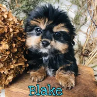 Blake, a male Shorkie for sale in Byron, MI – Photo 2 of 3