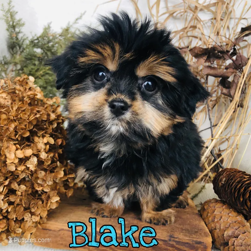 Blake – Shorkie puppy for sale in Byron, MI