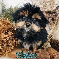 Blake, a male Shorkie for sale in Byron, MI – Photo 1 of 3