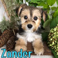 Zander, a male Yorkshire Terrier and Bichpoo for sale in Byron, MI – 3 of 3