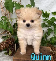 Quinn, a male Pomchi for sale in Byron, MI – 2 of 3