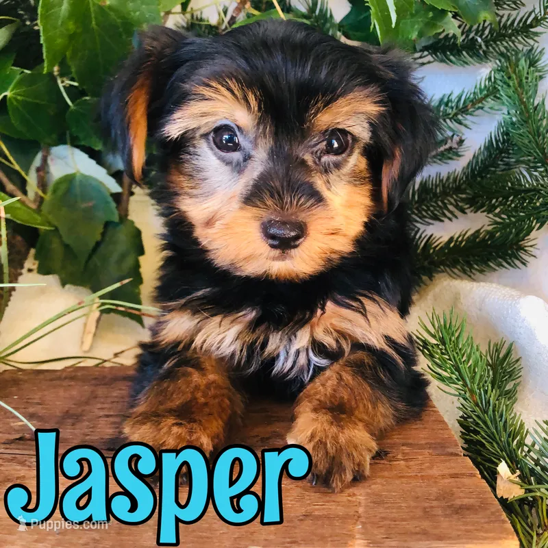 Jasper – Yorkshire Terrier puppy for sale in Byron, MI