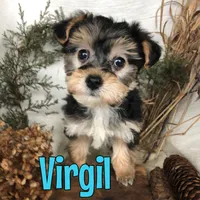 Virgil , a male Yorkipoo for sale in Byron, MI – Photo 3 of 3