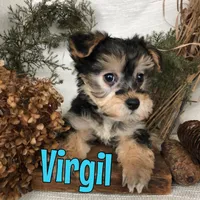 Virgil , a male Yorkipoo for sale in Byron, MI – Photo 2 of 3