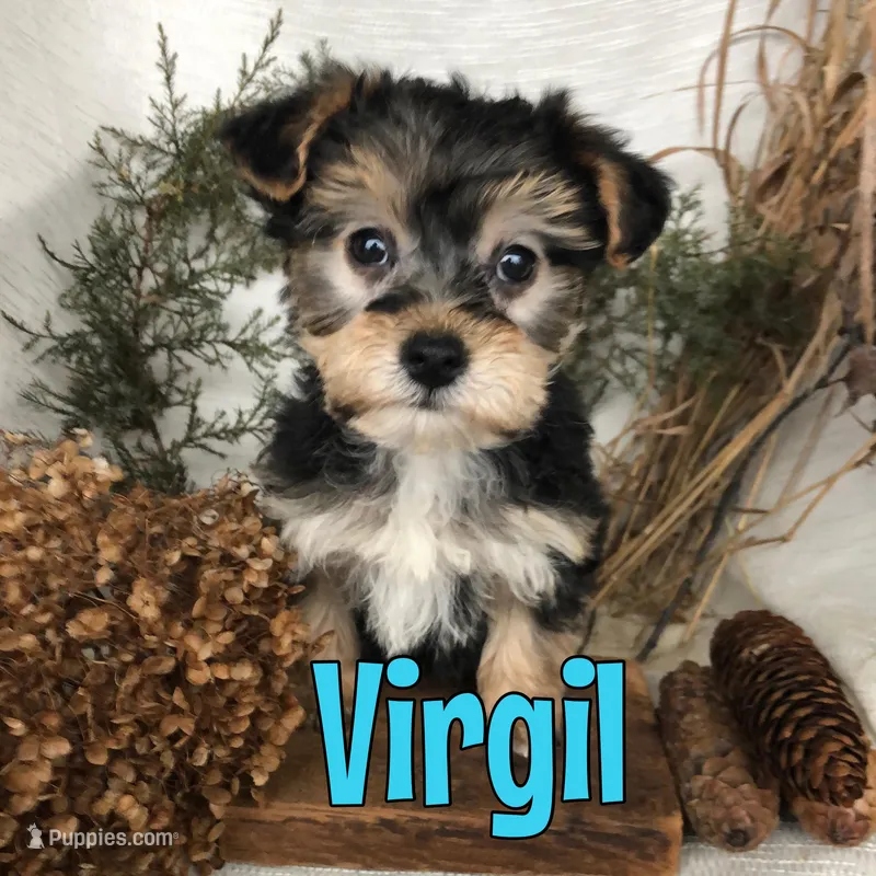 Virgil 