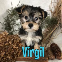 Virgil , a male Yorkipoo for sale in Byron, MI – Photo 1 of 3