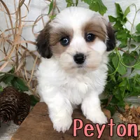 Peyton, a female Shihpoo for sale in Byron, MI – 3 of 3