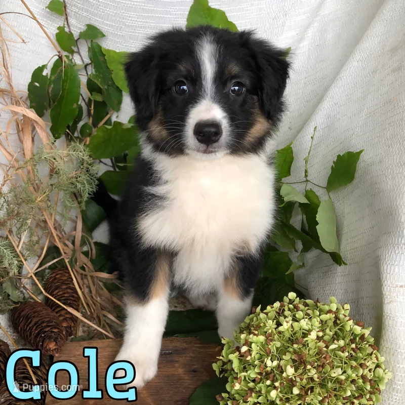 Cole – English Shepherd, Australian Shepherd puppy for sale in Byron, MI