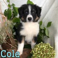 Cole, a male English Shepherd and Australian Shepherd for sale in Byron, MI – 1 of 3