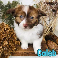 Caleb, a male Pomapoo for sale in Byron, MI – Photo 2 of 3
