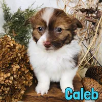 Caleb, a male Pomapoo for sale in Byron, MI – Photo 3 of 3