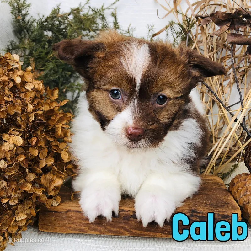 Caleb – Pomapoo puppy for sale in Byron, MI