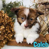 Caleb, a male Pomapoo for sale in Byron, MI – Photo 1 of 3