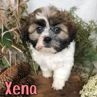 Xena , a female Shih Tzu for sale in Byron, MI – 3 of 3