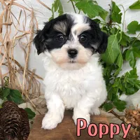 Poppy, a female Shihpoo for sale in Byron, MI – 2 of 3