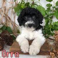Orra, a female Bichpoo for sale in Byron, MI – 3 of 3