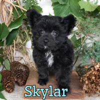 Skylar, a male Pomapoo for sale in Byron, MI – 3 of 3