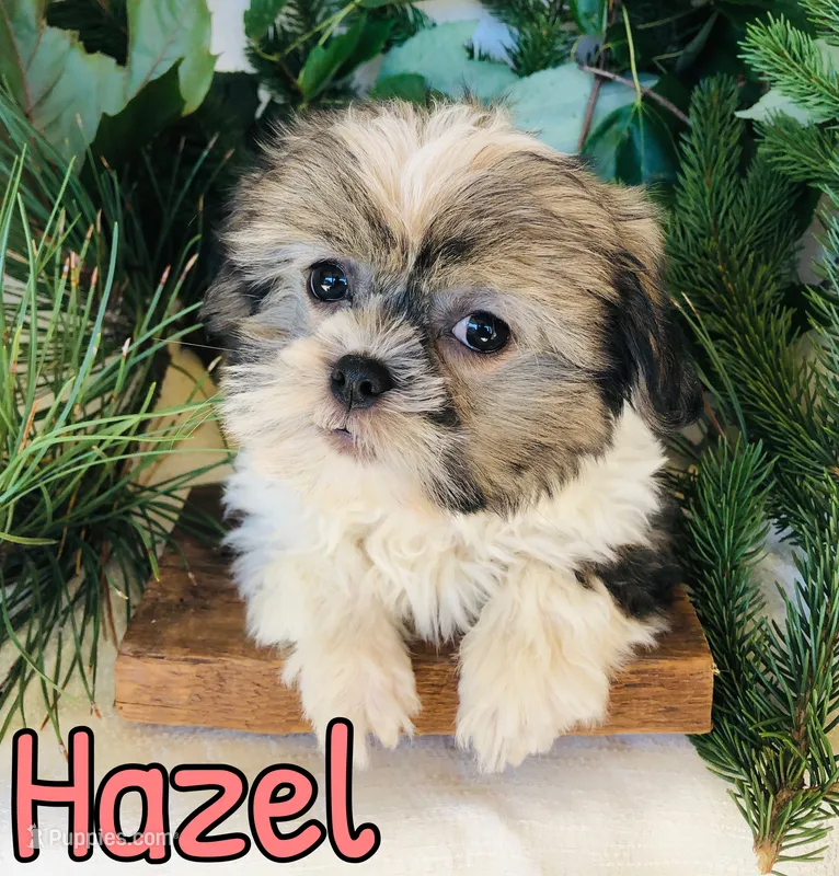 Hazel – Shihpoo puppy for sale in Byron, MI