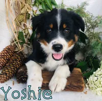 Yoshie, a male Miniature Australian Shepherd for sale in Byron, MI – 2 of 3