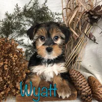 Wyatt, a male Yorkipoo for sale in Byron, MI – Photo 3 of 3