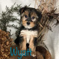 Wyatt, a male Yorkipoo for sale in Byron, MI – Photo 2 of 3