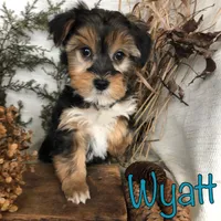 Wyatt, a male Yorkipoo for sale in Byron, MI – Photo 1 of 3