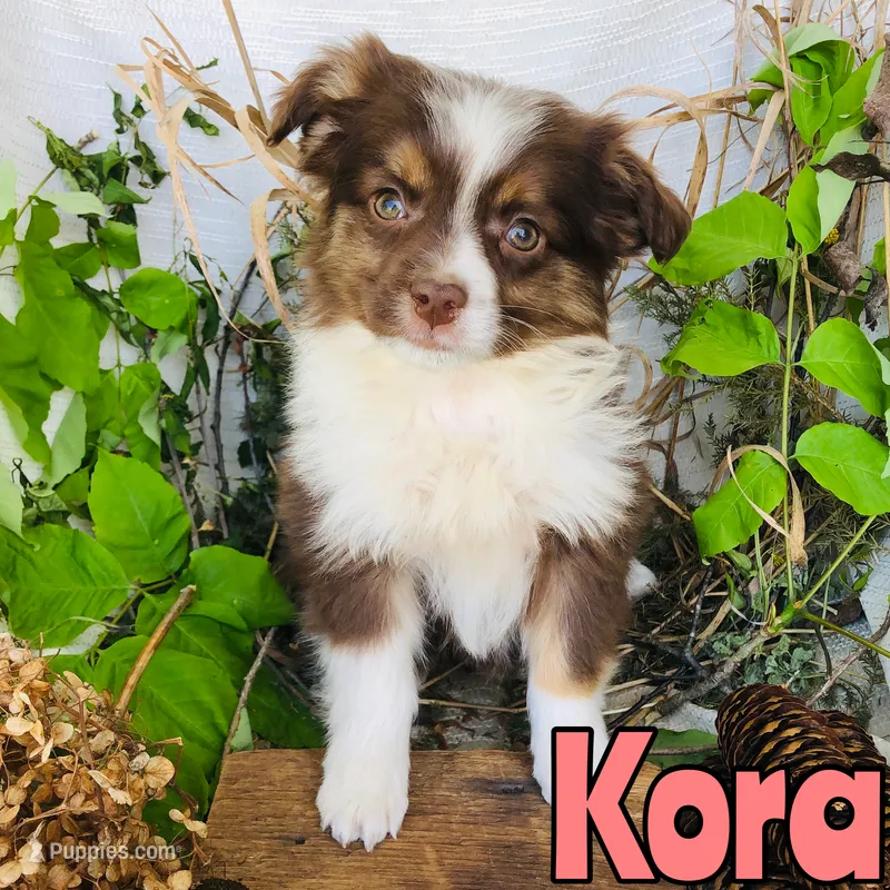 Kora – Miniature Australian Shepherd puppy for sale in Byron, MI
