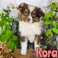 Kora, a female Miniature Australian Shepherd for sale in Byron, MI – 1 of 3