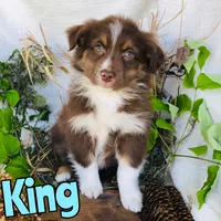 King, a male Miniature Australian Shepherd for sale in Byron, MI – 3 of 3