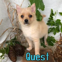 Quest, a male Pomchi for sale in Byron, MI – 2 of 3