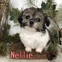 Nellie, a female Shihpoo for sale in Byron, MI – 2 of 3