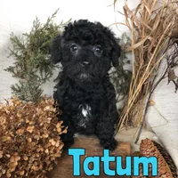 Tatum, a male Poodle - Toy  for sale in Byron, MI – Photo 1 of 3